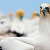 Australasian gannets, Cape Kidnappers