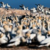 Cape gannet