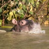 Hippo Baby, St. Lucia