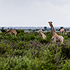 Nxai Pan, giraffes