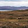 Scottish highland cattle