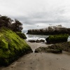 Australtölpel, Cape Kidnappers