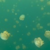 Palau, Jellyfish Lake