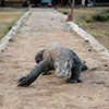 Komodowaran