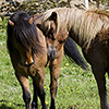 Iceland Horses