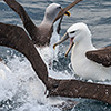 New Zealand, Doubtful Sound, albatrosses