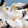 Australasian gannet, Cape Kidnappers