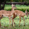 Chobe NP, Impala