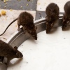 India, Rat Temple Karni Mata