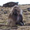 Gelada baboons