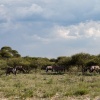 Botswana, Kalahari, CKGR