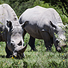 Makgadikgadi Pan, white rhino