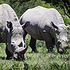 Makgadikgadi Pan, Breitmaulnashorn