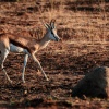 springbok