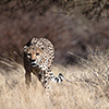 Botswana, Kalahari Transfrontier, Gepard