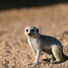 Meerkat