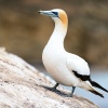 Australasian gannet, Cape Kidnappers