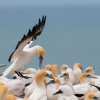 Australasian gannets, Cape Kidnappers