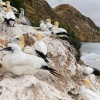 Australasian gannet, Cape Kidnappers