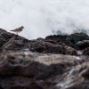 Lanzarote seabirds