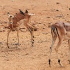 Impala