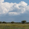 Botswana, Kalahari, CKGR