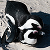 Brillenpinguine Boulders Beach