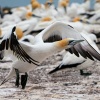 Australasian gannets, Cape Kidnappers