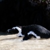 Brillenpinguine Boulders Beach