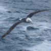 New Zealand, Doubtful Sound, albatrosses