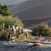 Namib Oryx antelope
