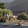 Namib Oryx-Antilope