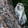 Chobe NP, Affe