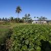 Papua-Neuguinea, Rabaul, Tavurvur Vulkan