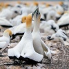 Australasian gannets, Cape Kidnappers