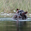 Okavango Delta, Botswana, Flusspferd