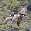 Neuseeland, Abel-Tasman-Nationalpark