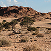 Namib Oryx-Antilope