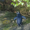 New Zealand, Doubtful Sound, penguins