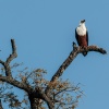 African fish eagle