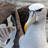 New Zealand, Doubtful Sound, albatrosses