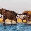 Elephants crossing River