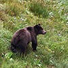 Kamchatka, Tolbachik, Bears