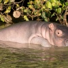 Hippo Baby, St. Lucia