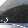 New Zealand, Doubtful Sound, Fjord