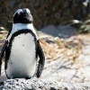 Brillenpinguine Boulders Beach