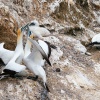 Australasian gannet, Cape Kidnappers