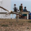 Australasian gannets, Cape Kidnappers