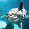 Lisbon, Oceanario, sunfish