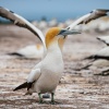 Australasian gannet, Cape Kidnappers